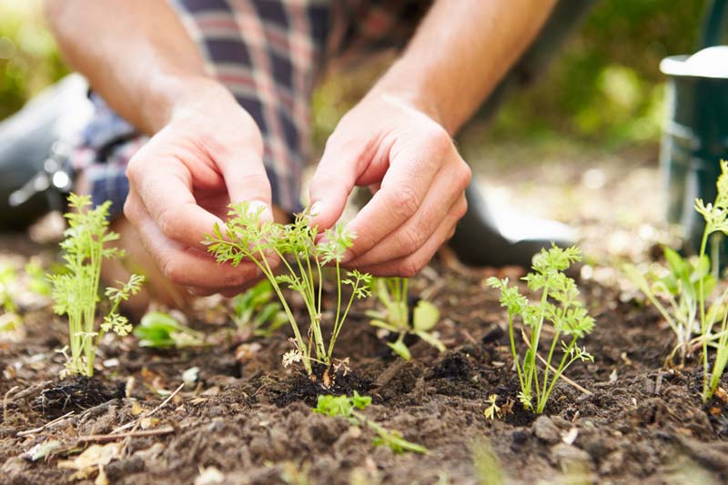 Plantering av nya växter